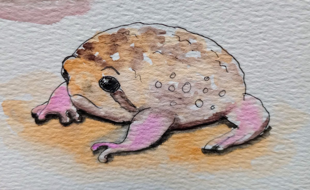 Another late one for #FrogApril I'll hopefully catch up at some point. 😁 A Forest Rain Frog. Cute but grumpy looking ☺️ Hope you are having a great weekend! 💕 #frogapril2024 #frogpaintings #forestrainfrog #rainfrog #grumpyfrog