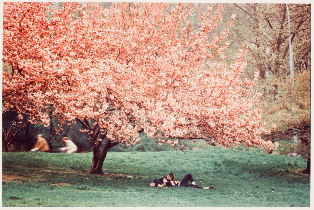 Happy Sunday 🌸 This bit of spring joy comes from the lush color work of Ernst Haas. Image: Ernst Haas, Central Park, Spring, 1970. Gift of Ernst Haas, 1976