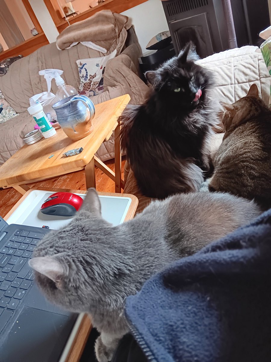 Today's writing supervisors are hogging the couch. Apparently they don't trust me to write my monthly newsletter with only one supervisor. Maybe because of the big announcement. Are you signed up for my newsletter yet? You can find an easy link on my website or in my bio.
