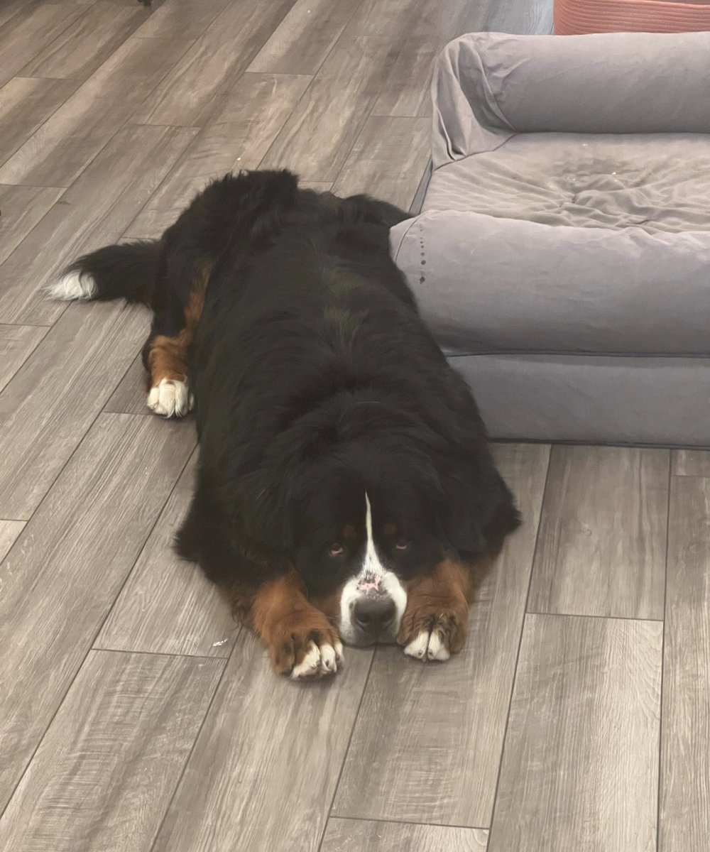 RussianBerner's tweet photo. The Camel in the Tent or The Dog in the Manger π€π€£ (PS: someone got his annual heartworm shot yesterday #ProHeart12 and weighed in at 125lbs π the dog in the Zoetis ad for #Proheart12 is a super cute Berner ππ₯° have a look https://t.co/x5MttYjg6y ) #SundayMotivation #bernesemountaindog #dogs