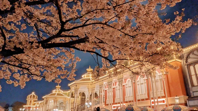 ランドの桜 