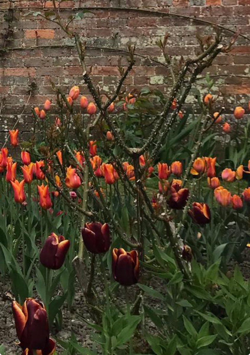 The Tulips are absolutely splendid this year, I always think they are the starting pistol of the season, everything gets a sprint on after they have arrived. #spring #gardenso ⁦@GWandShows⁩ ⁦@GWmag⁩ ⁦@homesandgardens⁩