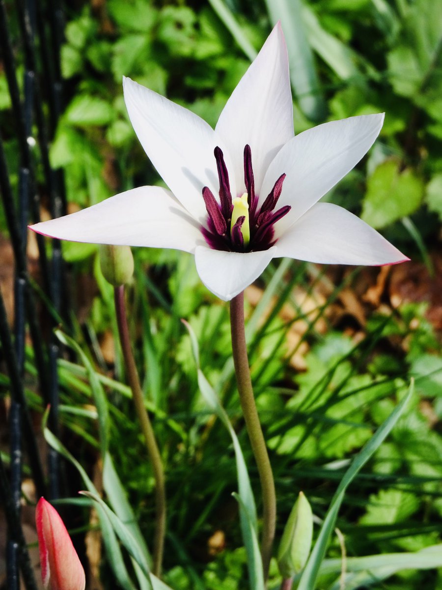 Laurel (@laurelgwizdak) on Twitter photo 