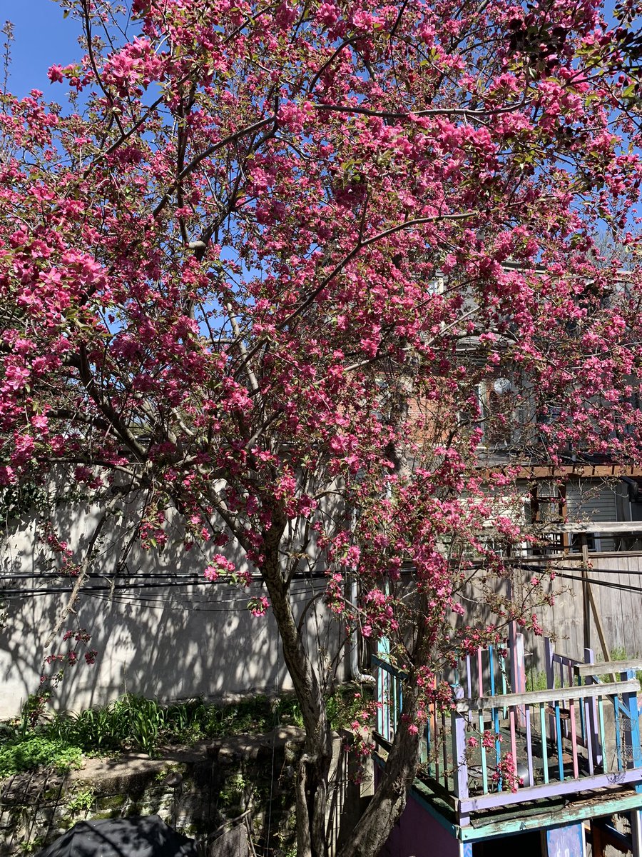 mandirab's tweet photo. With beautiful flowers 🌸 from my backyard, wishing you shubho #nababarsho. Wishing you a wonderful year with good food, good company, happiness, joy and luck. https://t.co/nirCG6b1Kc