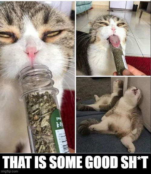 MMSS | 🐈⬛🐱 tweet media
