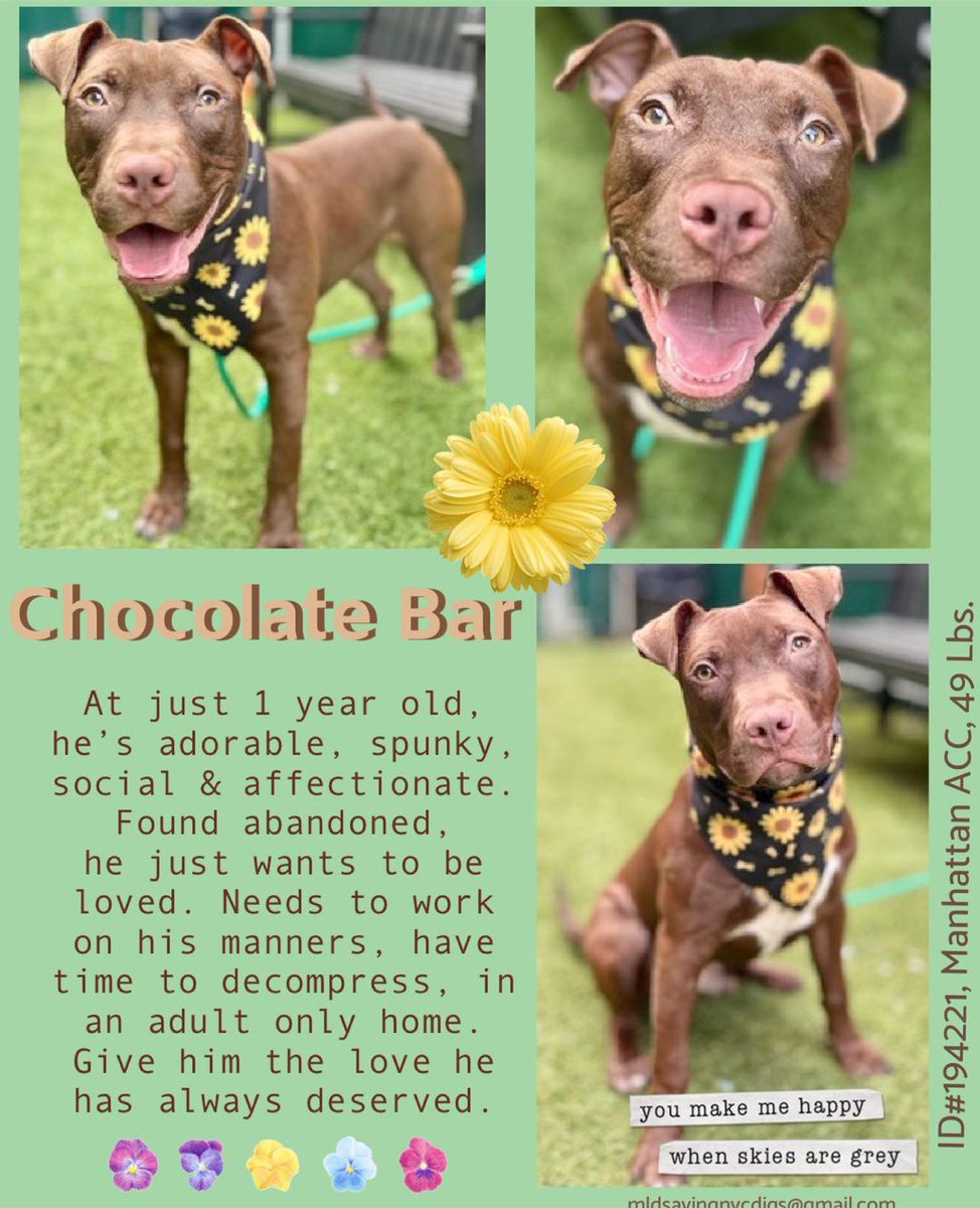 Young puppy Chocolate Bar, noted to be friendly with a soft body and a wagging tail, was KILLED by the @NYCACC monsters on March 10. Arriving on February 24, he was neutered March 5, DELISTED March 10 and KILLED on the same day. Why put a young puppy through invasive surgery to…