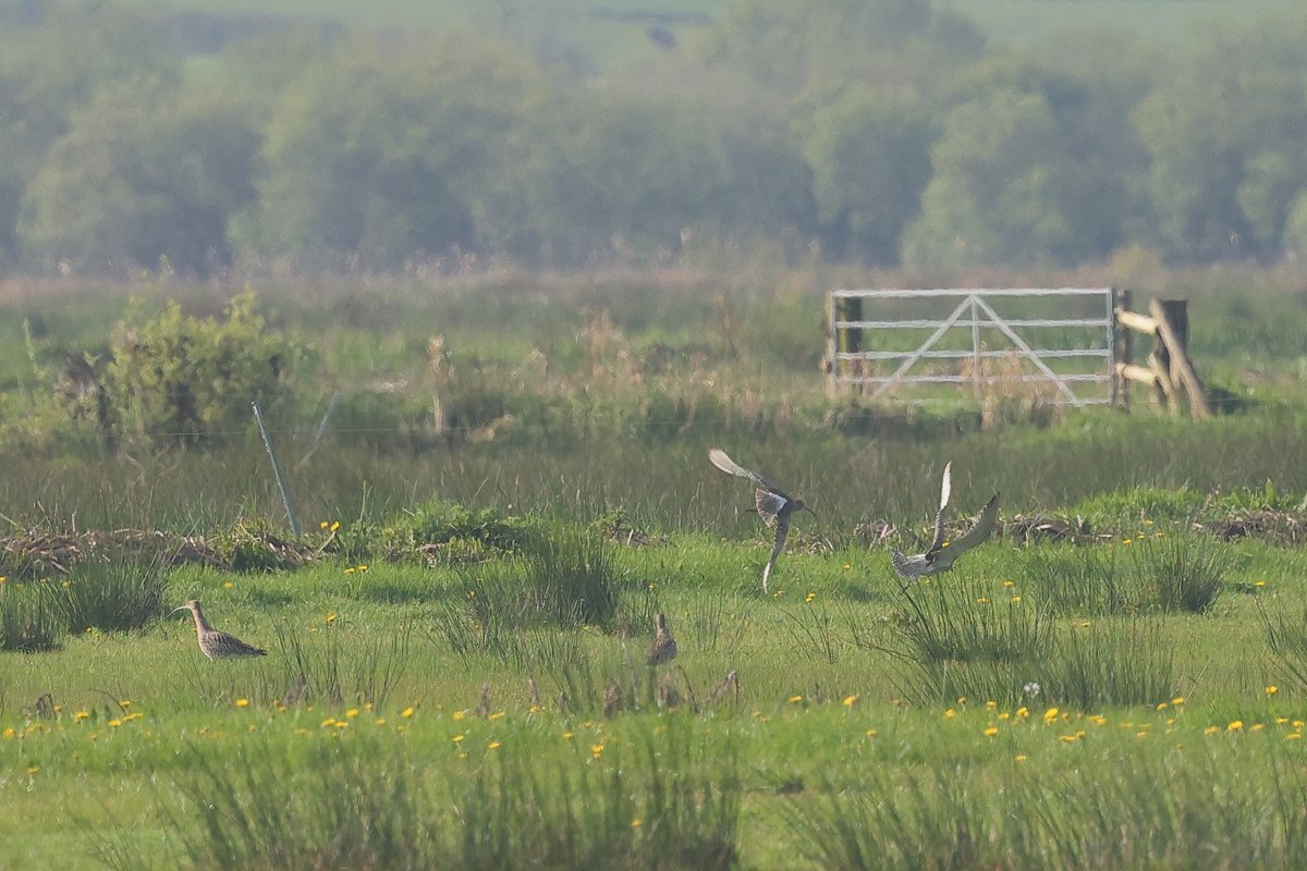 Early morning on the Somerset Levels and what looks like a two pairs of Curlew squabbling over a territory. 😀