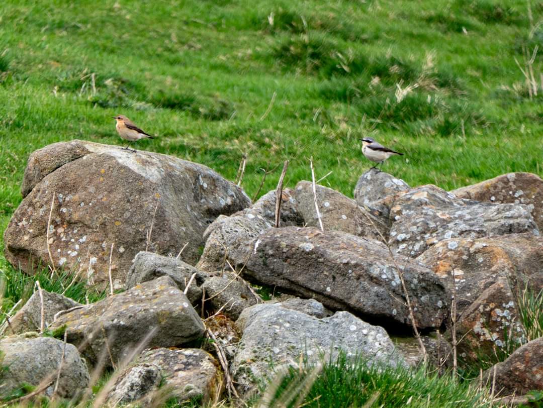 Nice hike over Chinley churn and Cracken Edge exploring the old quarries. Saw a little Owl, Curlews and a pair of Wheatears posed for me too #birds #hiking #peakdistrict