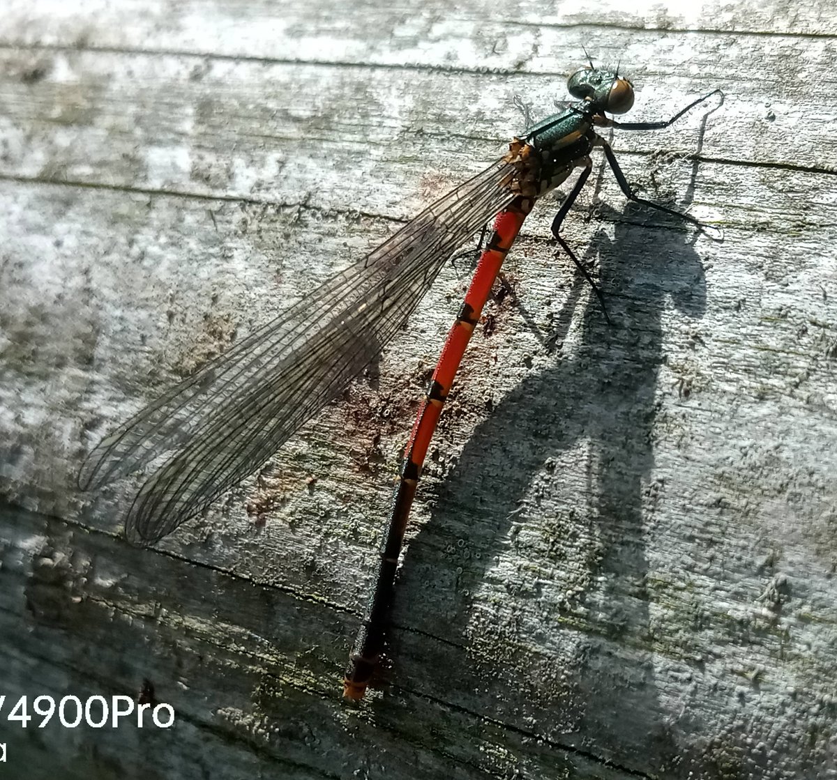 First Large Red Damselfly of 2024 (as far as I know) out on the reserve today (MJM). #GlosOdonata #GlosDragonflies