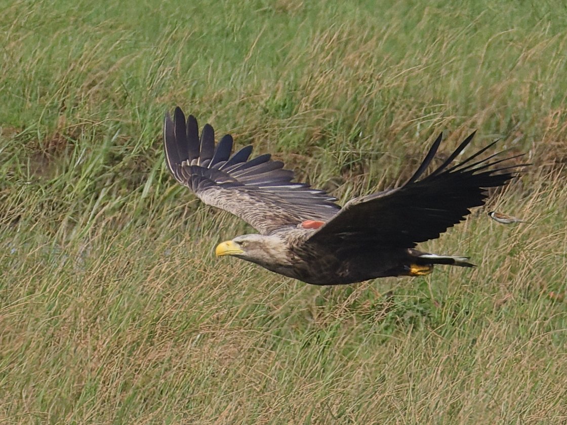 When I posted this photo earlier I hadn't noticed that the eagle is being seen off by a plucky reed bunting. 😀 @RSPBPulborough @SeaEagleEngland @RoyDennisWF