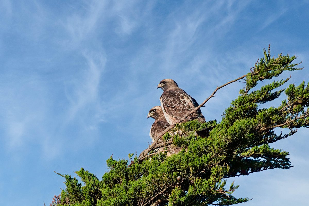 Red Tail Hawks