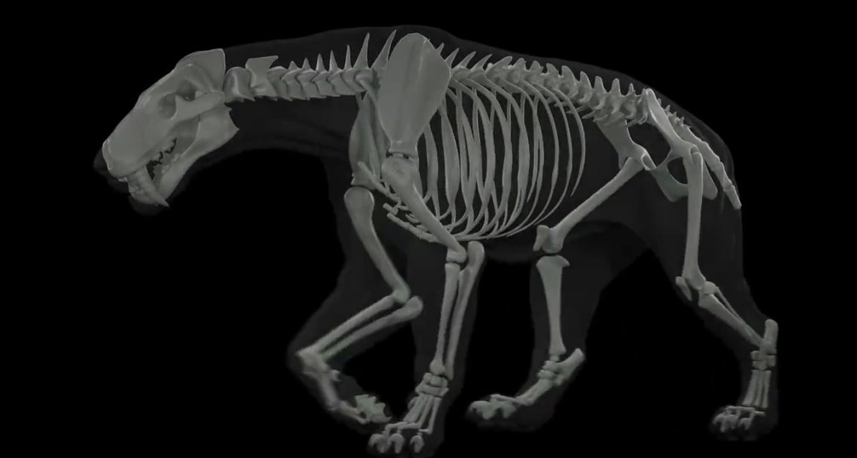 Something probably happened between smilodon and gorgonopsids.