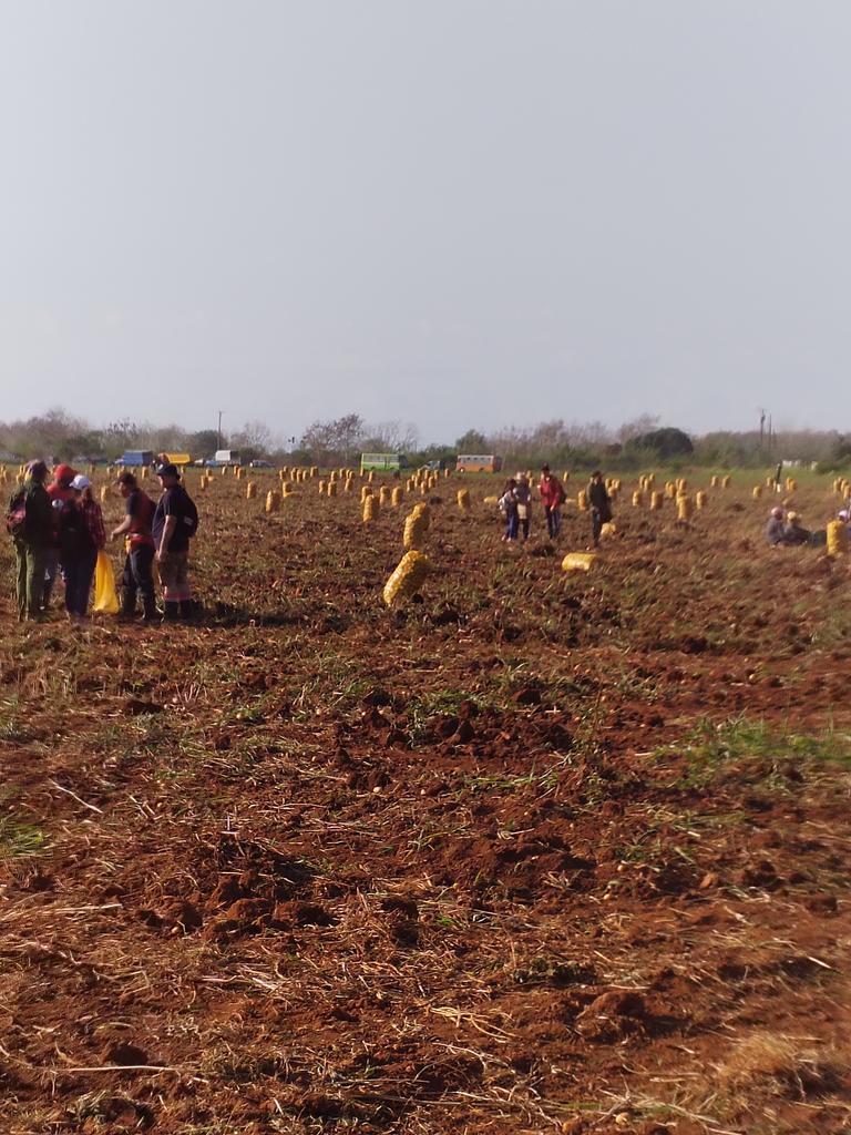 GeorgeBatistaP2's tweet photo. Fructifera jornada de trabajo voluntario, como parte de las actividades por el #1Mayo en la recogida de papa en  #Mayabeque, reconocimiento a trabajadores y colectivos. #PorCubaJuntosCreamos @UlisesGuilarte @CubaCentral @EnergiaMinasCub https://t.co/4d59o0owfp