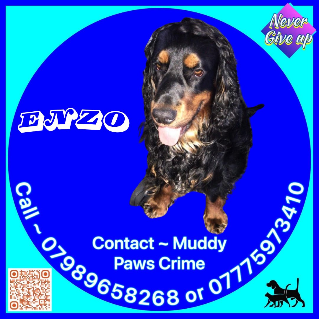 Enzo is a male Cocker spaniel & went missing on 05/12/20 whilst out walking on Vale House Reservoir, Longendale Trail, Tintwistle, High Peak SK13 .Pls help us to Find & Reunite. If you have any information pls contact MUDDYPAWSCRIME @MissingPetsGB @rosieDoc2