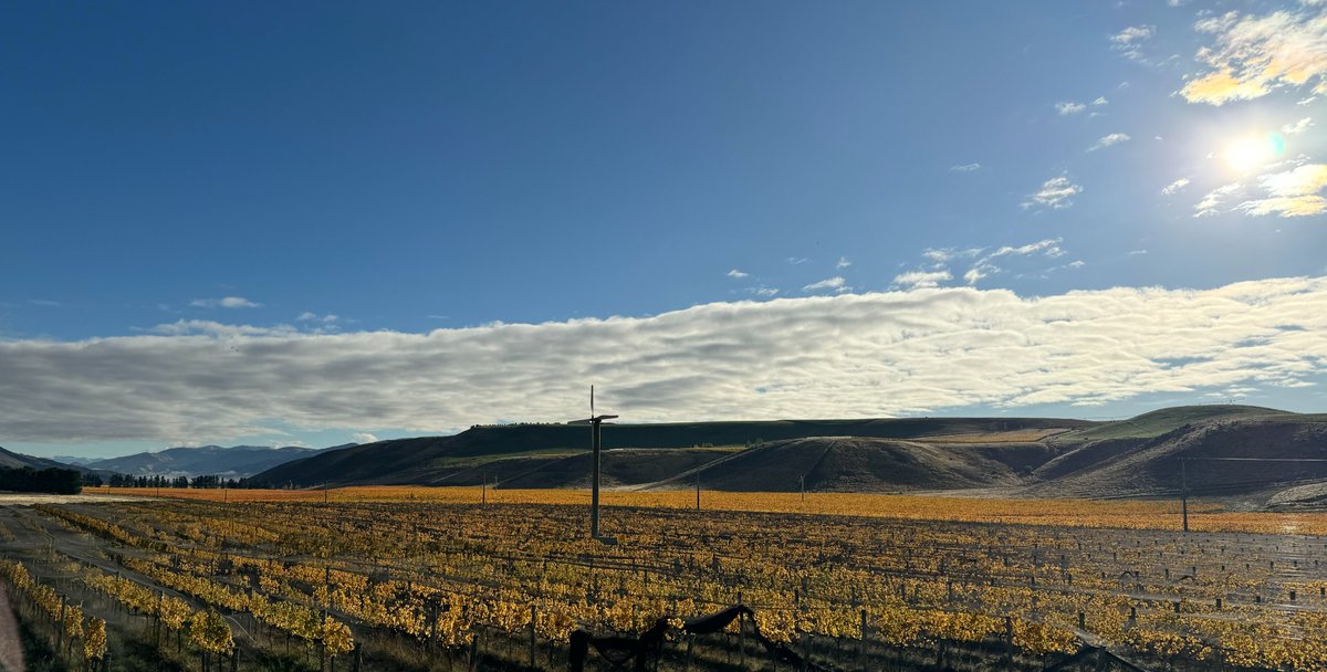 Central Otago Autumn loveliness. Early pick for a lot of growers down here this year , fruit quality looking very good. Fingers crossed for an excellent vintage. #nzwine
