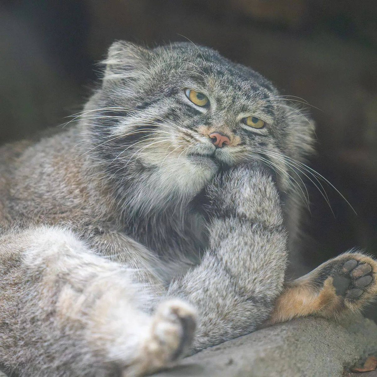 Daily Manul (@DailyManul) on Twitter photo 2024-04-14 20:53:32