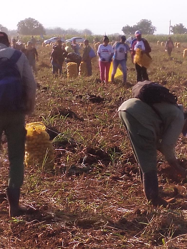 GeorgeBatistaP2's tweet photo. Fructifera jornada de trabajo voluntario, como parte de las actividades por el #1Mayo en la recogida de papa en  #Mayabeque, reconocimiento a trabajadores y colectivos. #PorCubaJuntosCreamos @UlisesGuilarte @CubaCentral @EnergiaMinasCub https://t.co/4d59o0owfp