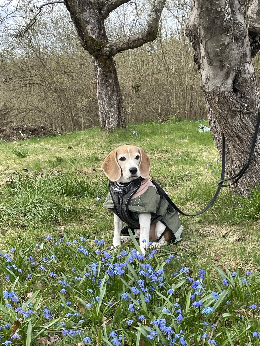 BeagleAdele's tweet photo. @beaglefacts Getting frostier by the day but still a pup at heart ❤️ https://t.co/Gd4piF4alC