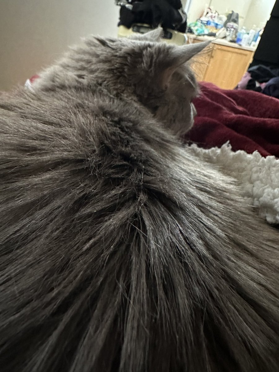 BelladonnaAlbo's tweet photo. These cats of mine…makes you wonder who is really spoiled around here. #catmom https://t.co/m0k4jYkquY