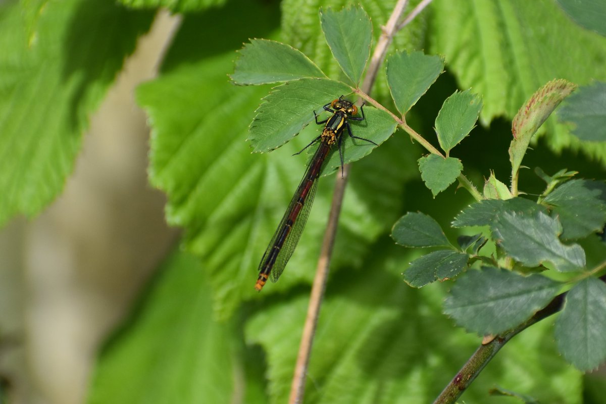 Steve Walker tweet media