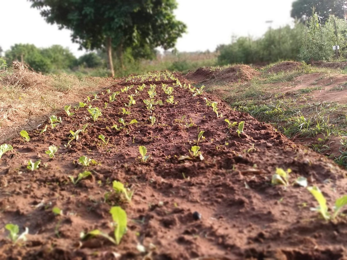 Lactuca Sativa ❤️