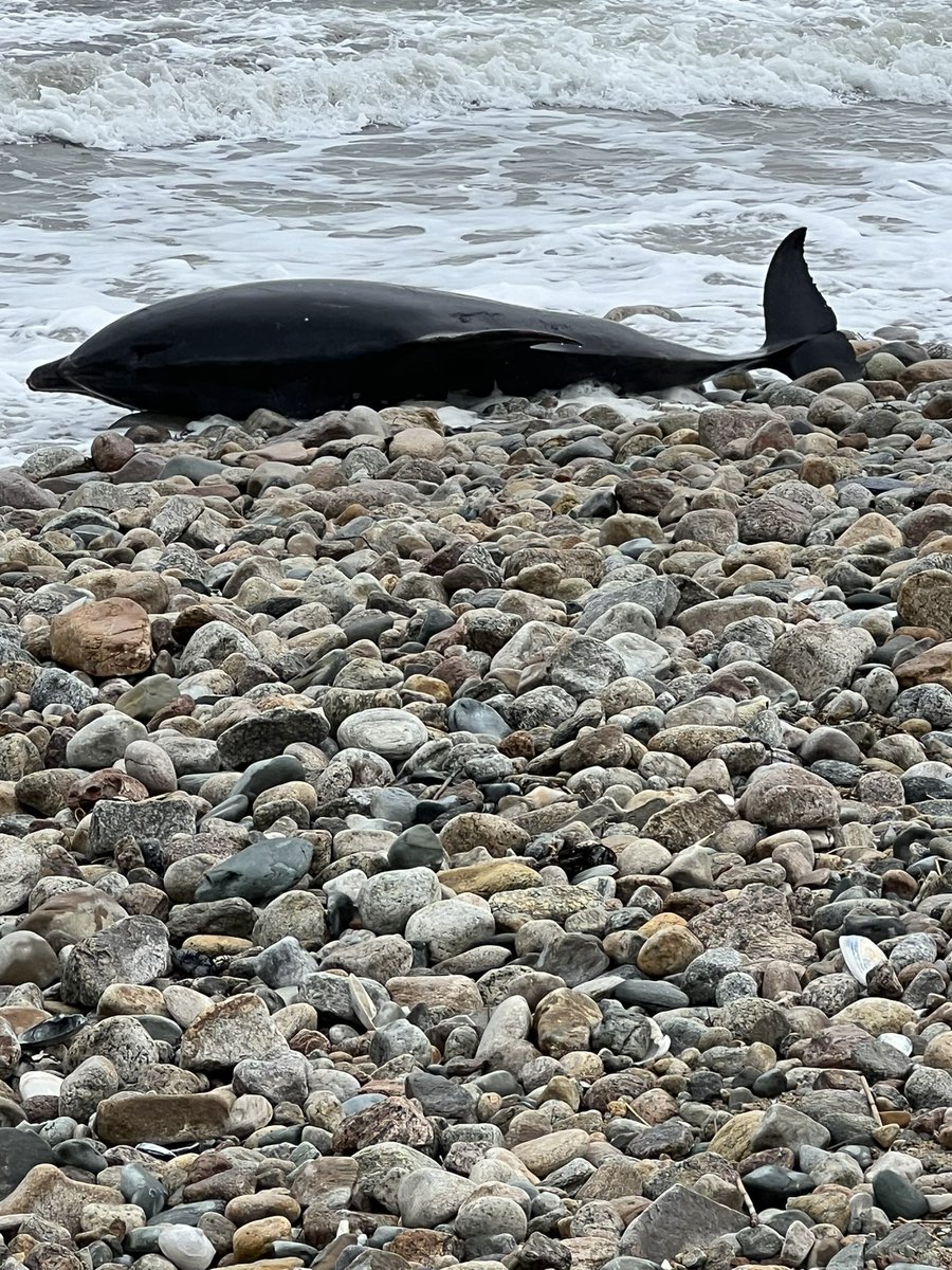 Today in Westport, MA #dolphin #ocean @MarineMammalCom @BOEM @NOAA @MassGovernor @USFWS #saveourseas #savetheocean