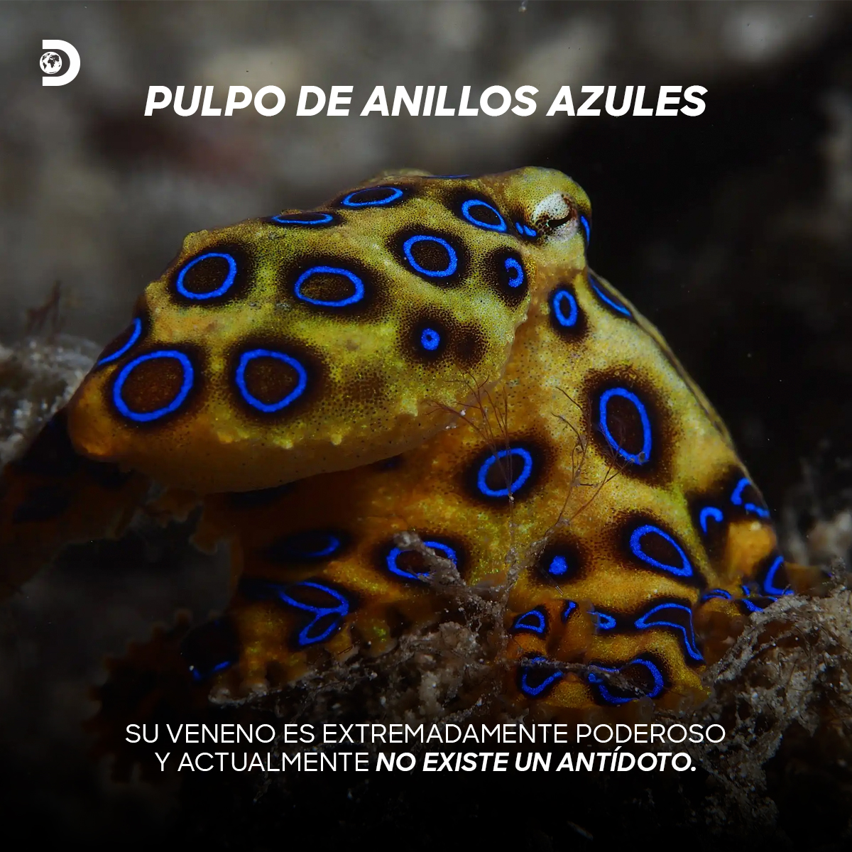 Son fascinantes y muy lindos, ¿no? ¡PERO ESPERA! ✋🛑 Estos animales también son extremadamente peligrosos, ¿ya conocías a alguno de ellos? 🐙