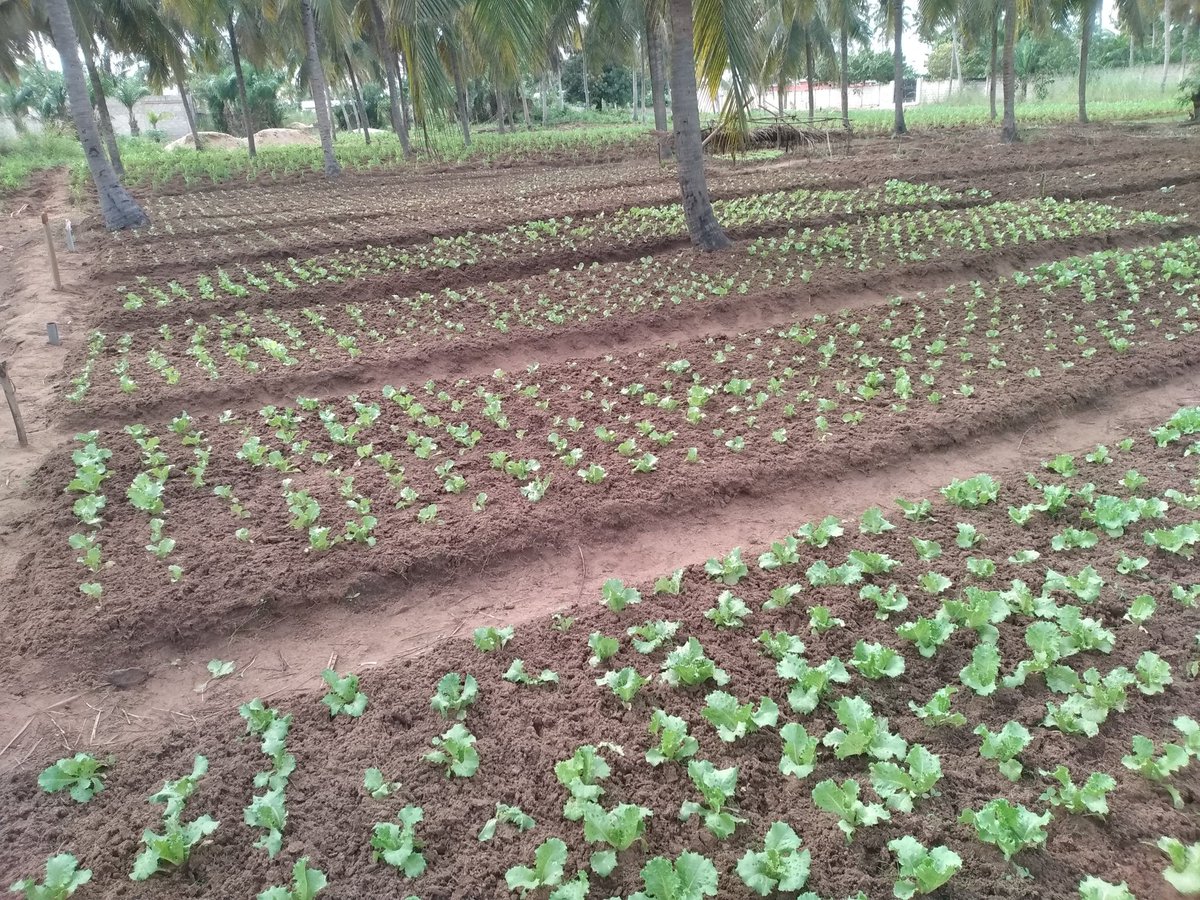 Lactuca Sativa❤️