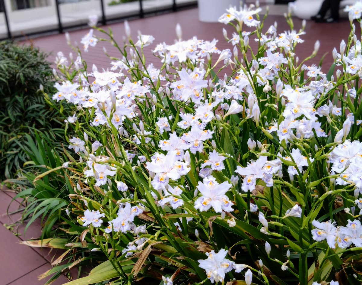 おはようございます🌞 シャガ、満開です✨ これからはアヤメ科の花の季節ですね！ 今週も宜しくお願いします😊 #TLを花でいっぱいにしよう ＃街角の花 ＃街角の花々 #シャガ #胡蝶花 #おはようございます