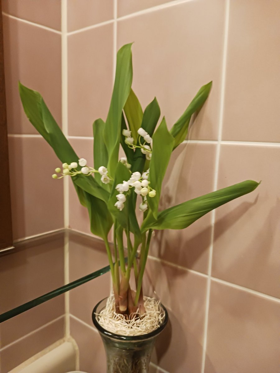 ブック tweet media