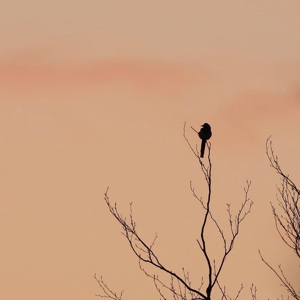 A Magpie at sunrise. @kilkennyweather @nore_vision @BirdWatchIE @BioDataCentre @iweatheronline @Irishwildlife #sunrise