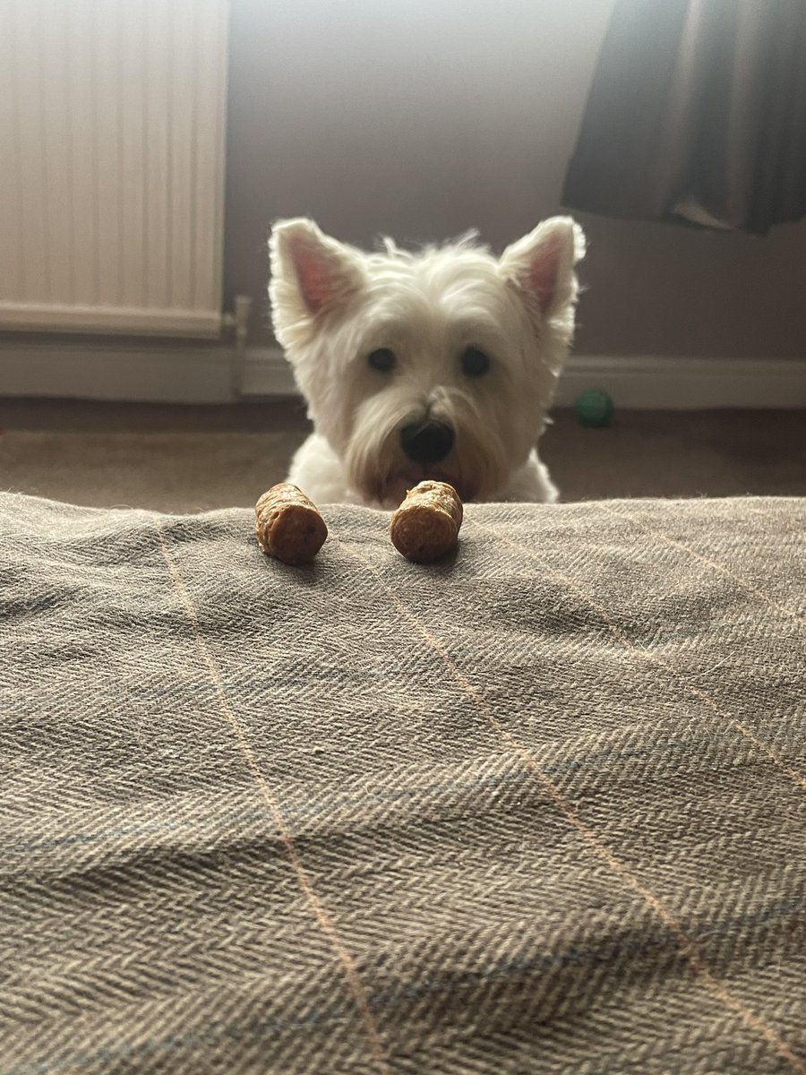 Somefur has left two lickle sossidges lyin awownd. Me iz showin yooz all de ‘weesist temptayshun’ tekneek @ZeroRice1012 #Westie #ZSHQ #Dog