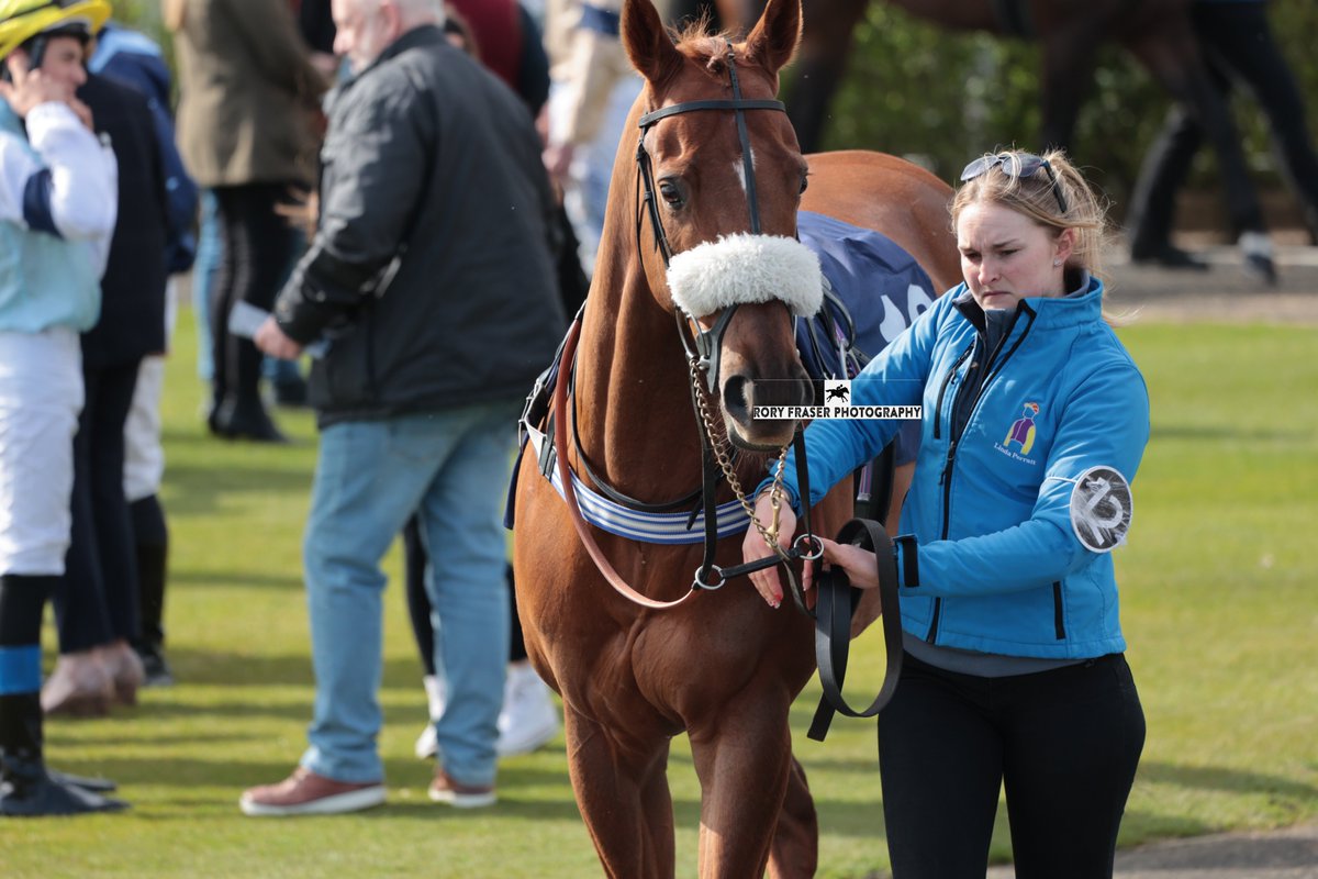 MEWS HOUSE (Coach House x Beauty Pageant) at Newcastle recently. Trained and owned by @LindaPerratt. A seven time winner from fifty-four career starts to date.