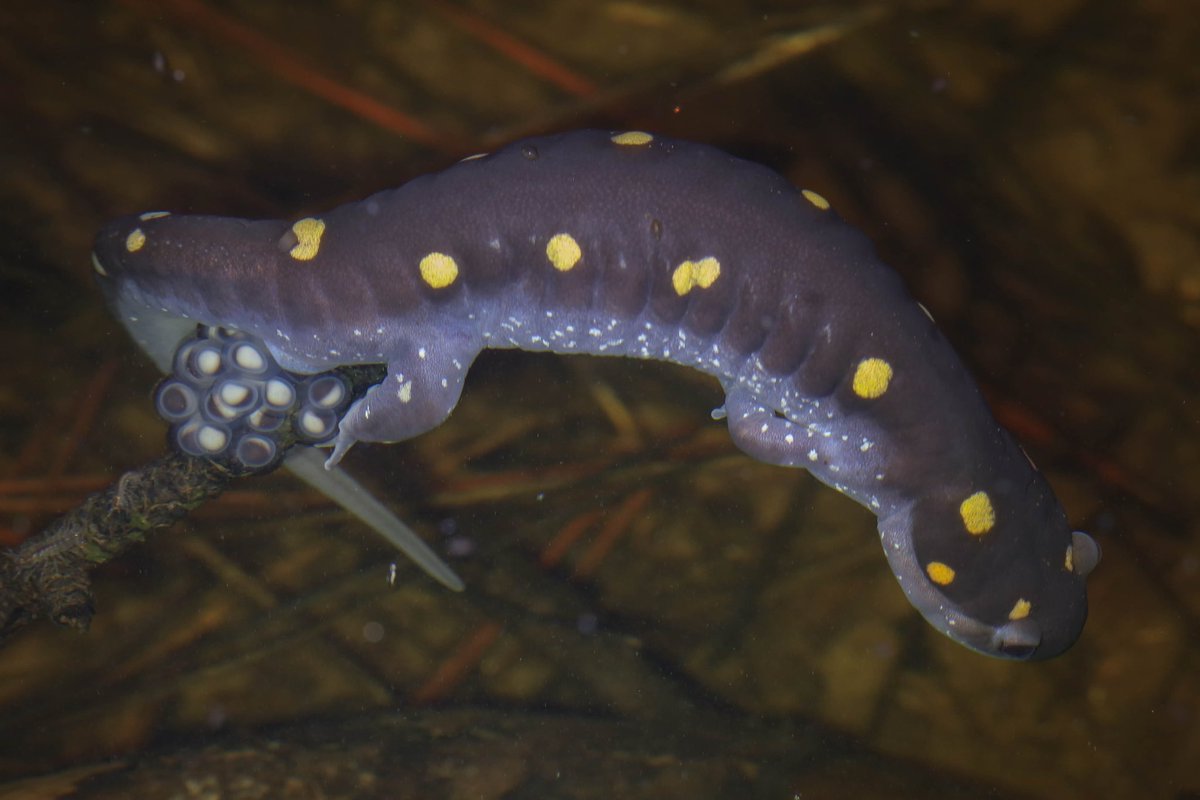 NKFherping tweet media