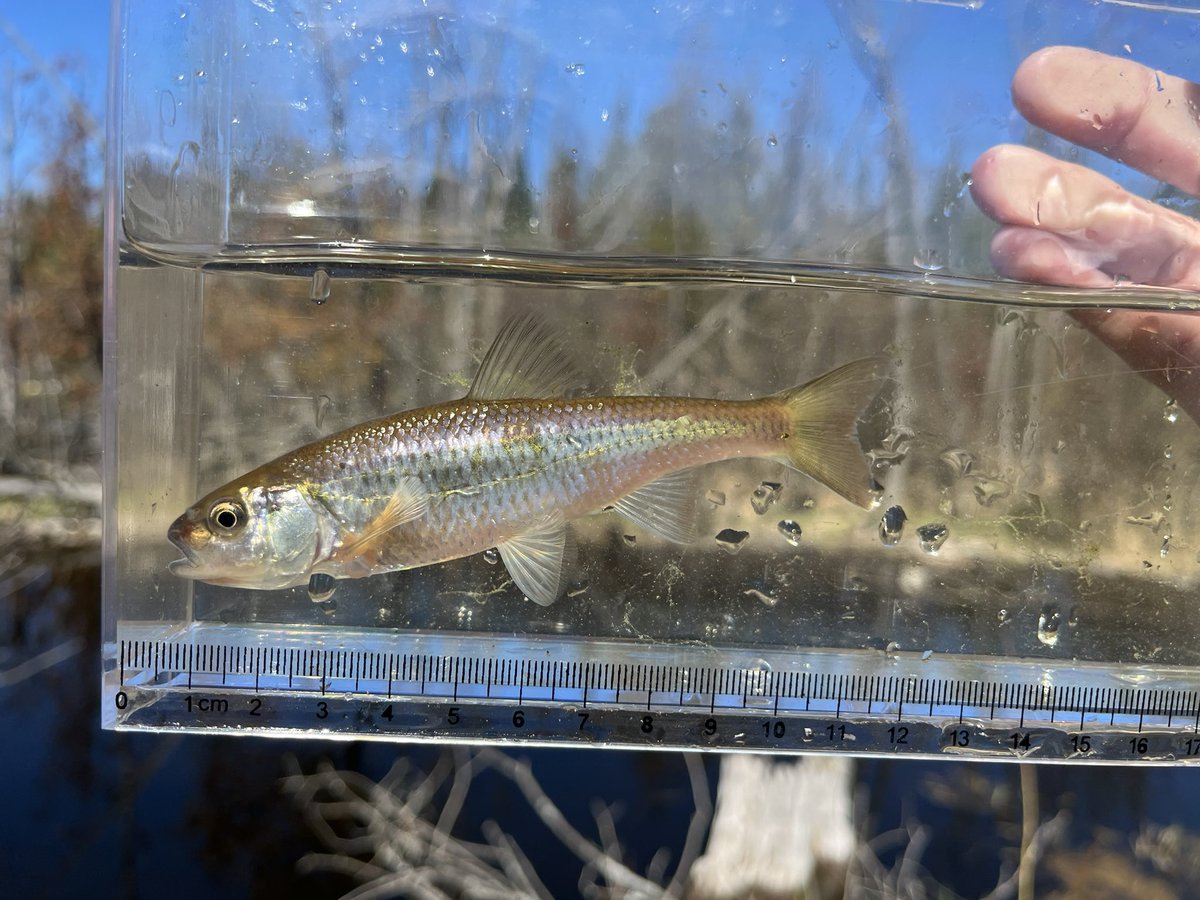 brad von blon tweet media