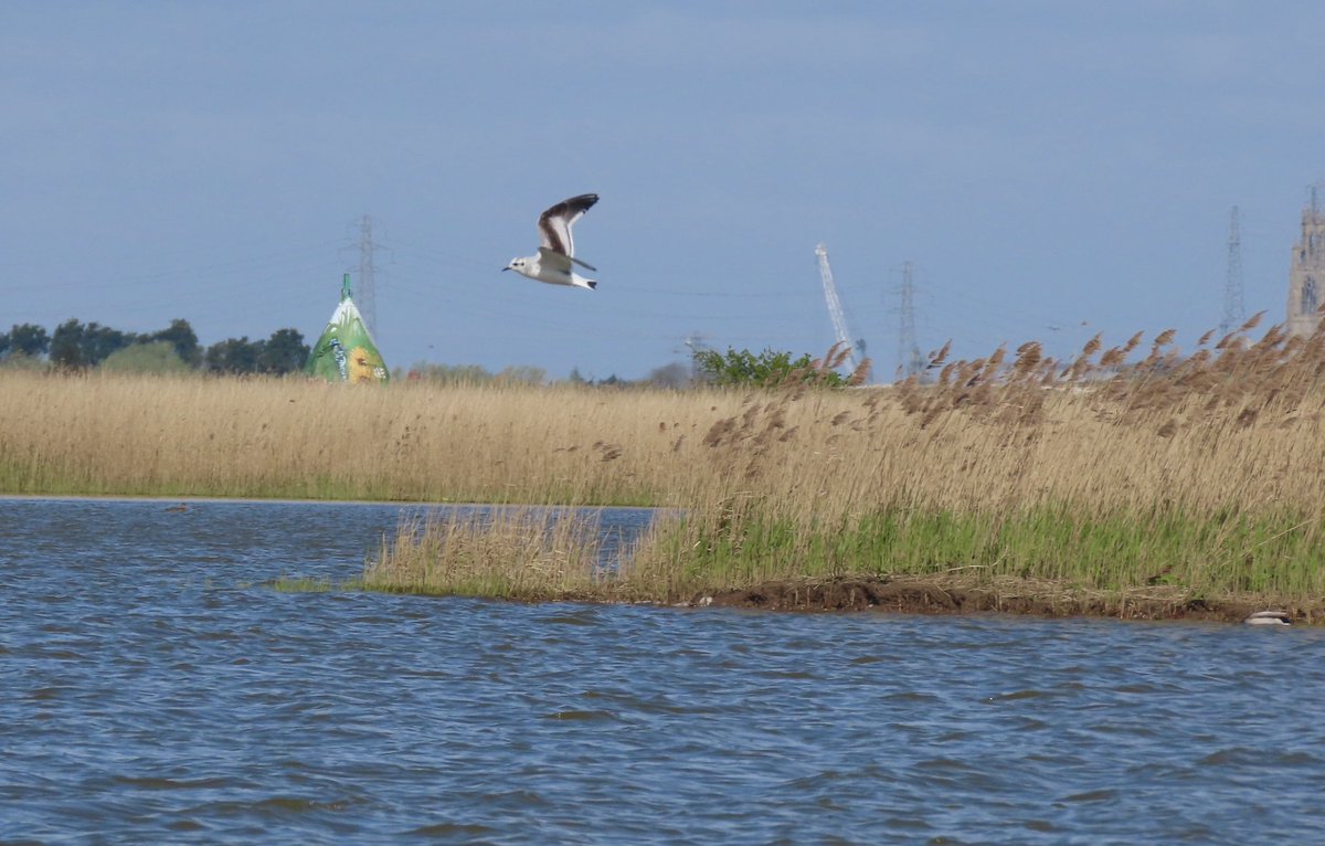 Today <a href="/RSPBFrampton/">RSPB Frampton Marsh 🌍</a> with <a href="/eckersley_joe/">Joe Eckersley</a> &amp; @otleybirder: honestly one of my best UK birding days ever. 72sp in four hours with lifer Bonaparte’s plus 17 🗓️☑️ including three Cranes flying over a Red-breasted Goose and Black-winged Stilt, Yellowlegs &amp; Black Tern from the car park.