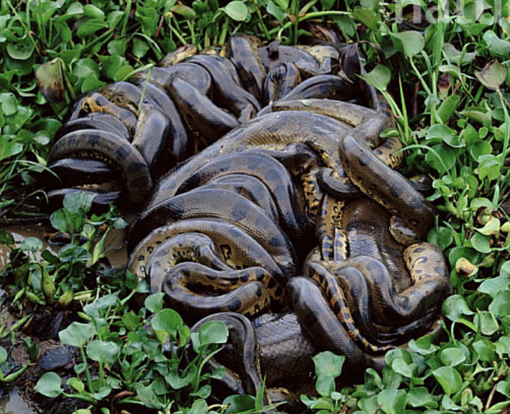 when looking into research behind SEL, what you find is something that looks like a big mating ball of incestuous snakes. and what they use as hard data is, more often than not, 'student reports.' it's all bullshit, you guys, all of it. @iamlisalogan @deb_fillman @CourageHabit