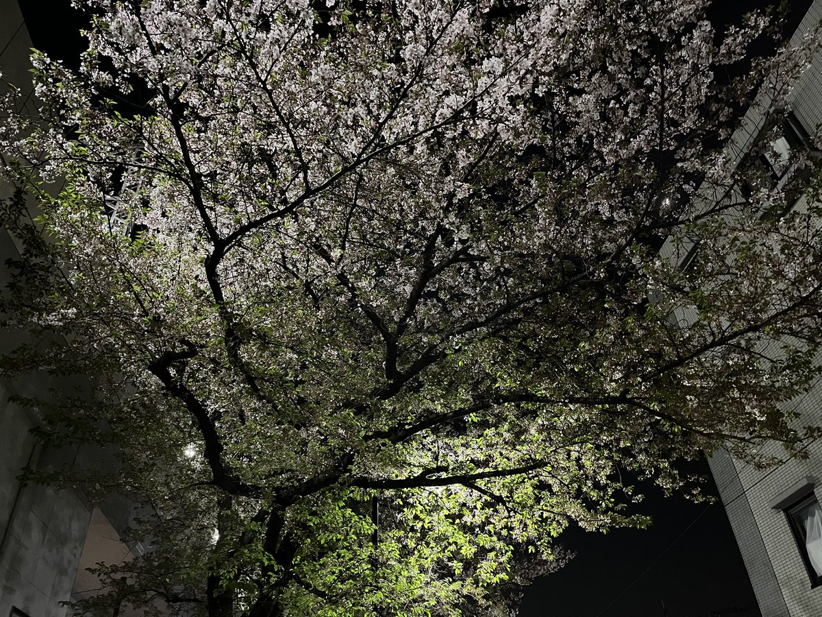 おはようございます🙃
今日の墨田区は晴れ
一気に夏の陽気なのでしょう

春を越えて夏になったのでしょう⛱️
北海道出身者としてはもう夏としか思えません😏
桜は葉とともに見事なコントラスト
風情を感じながら今週スタートです

今週もがんばっていきましょう🤤