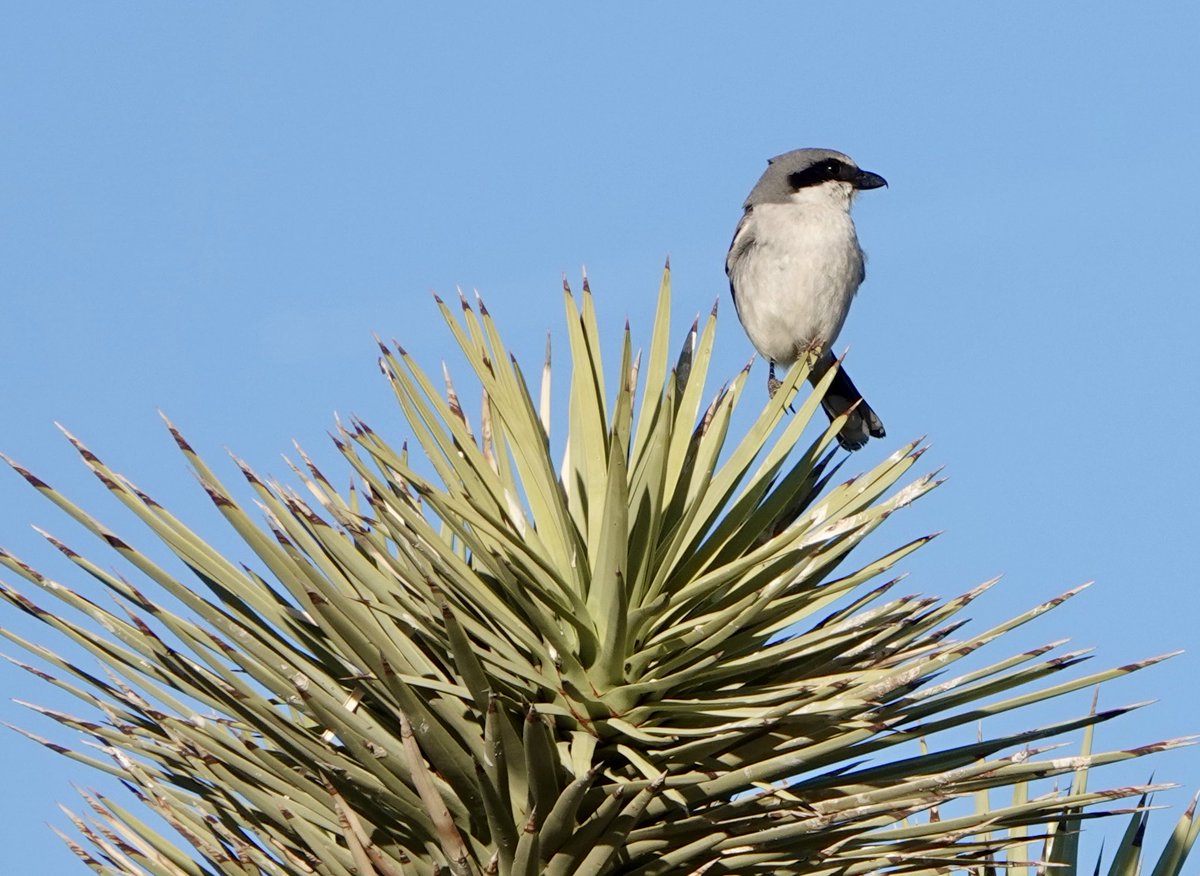 H2oSparkly's tweet photo. Shrike on a Joshy Tree https://t.co/OASZhB01Mk