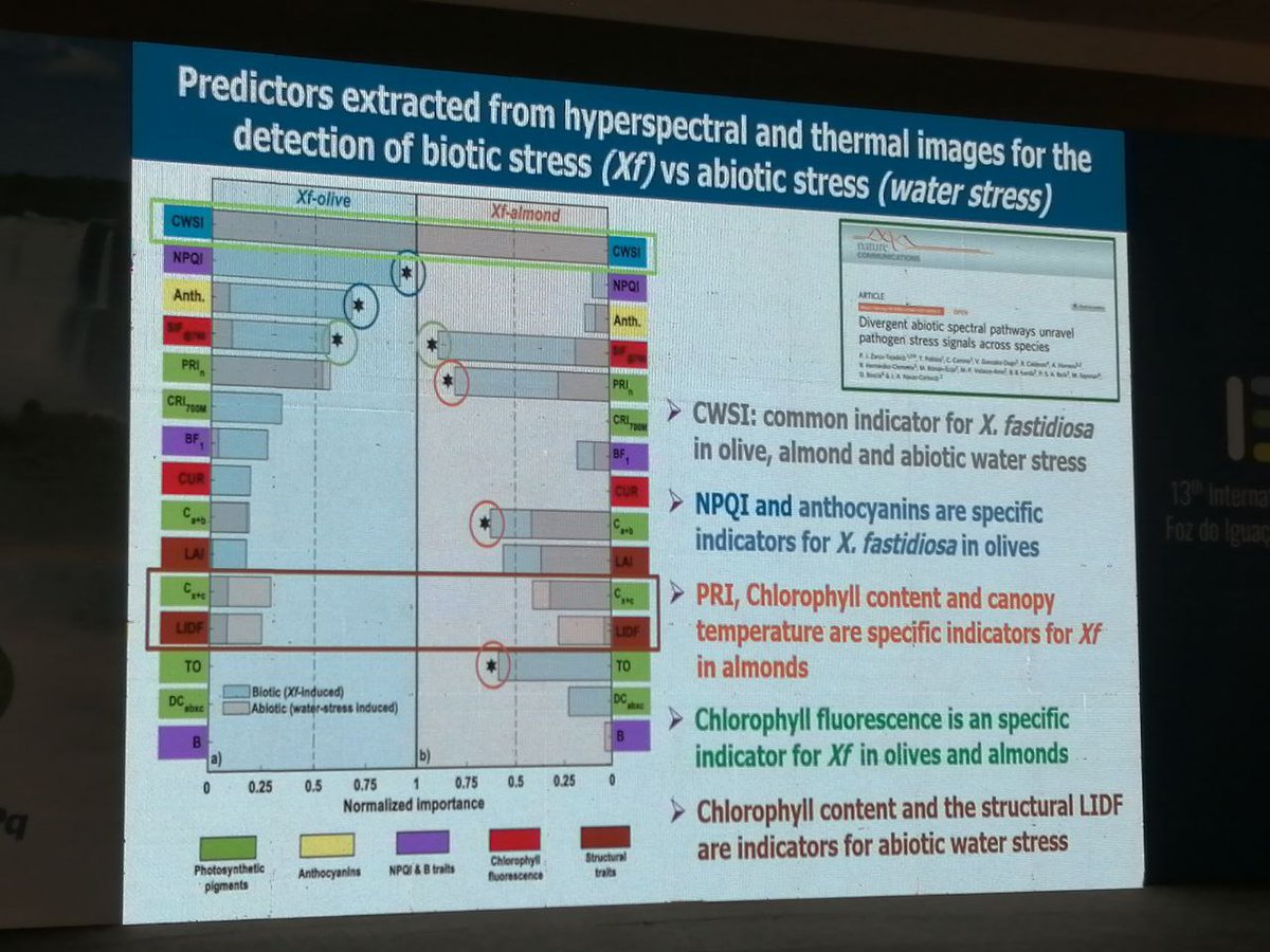 @janavascortes presents a fascinating overview of the use of remote sensing for early detection and monitoring of Xylella fastidiosa in olives and almonds: Xf distinguished from water stress via specific spectral features #iew13