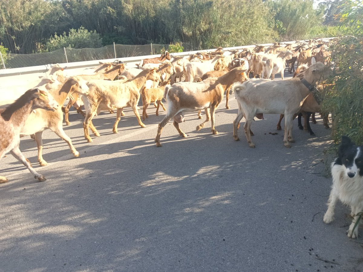 So I was walking earlier today along back road and could see a wall of goats approaching the shepherds working dogs steered them around me and my own dog.