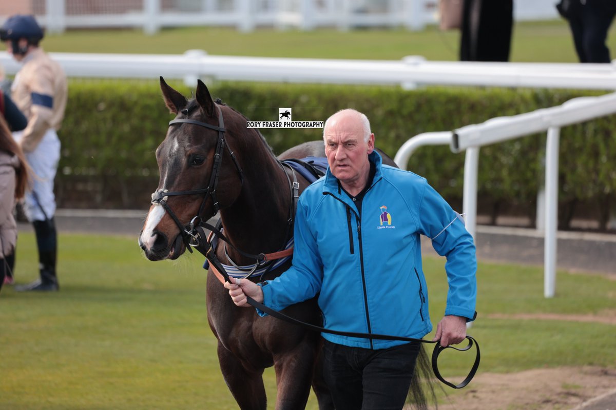 KITBAG (Territories x Weigelia) at Newcastle recently. Trained by @LindaPerratt and owned by Allan McWilliam & Miss L A Perratt. Making his debut for the stable here and a two time winning four year old.