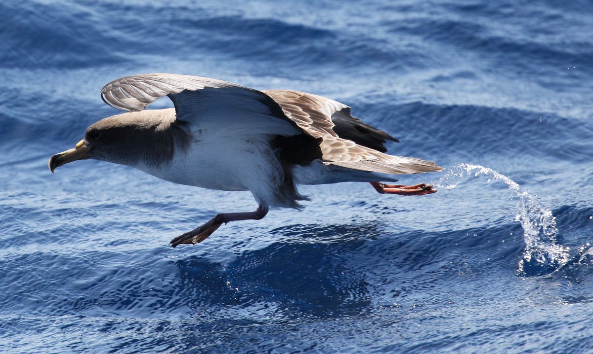 Cory's Shearwater legging-it across the water today to avoid some rapidly approaching whales