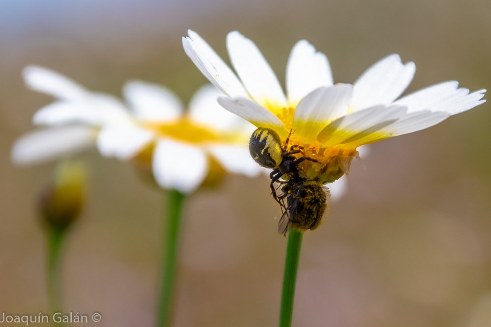 Te como tú cara!!!!
#araña comiéndose a una #abeja sobre una #margarita en el #parqueoromana de #AlcaláDeGuadaíra 
#naturaleza #insetos #floressilvestres #flores