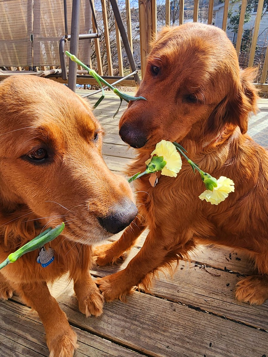 Why were we forced to do this? It's cute, but why? #dogsoftwitter #goldenretriever