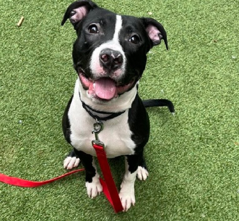 12 month old Star Sign 194575 has been placed on a Dept of Health hold expiring April 15 and needs an urgent exit plan. Found wandering around Central Park, he's so scared and is locked away in his kennel for 10 days with no breaks. A puppy failed by his family, he's adoptable