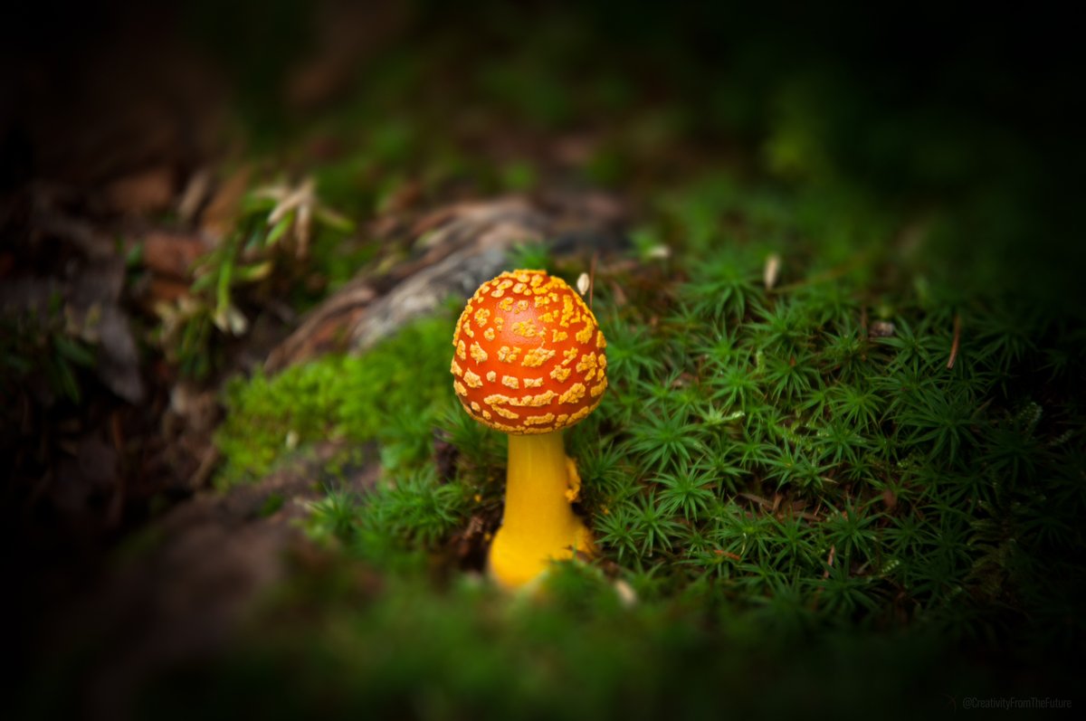 SolarGravity's tweet image. Tucked away in nature's embrace, a solitary mushroom stands out with its bright orange cap, adorned with whimsical golden flecks.

#NaturePhotography #MushroomMagic #ForestFinds #NatureLovers #mushrooms #upstateny #spring #woods
