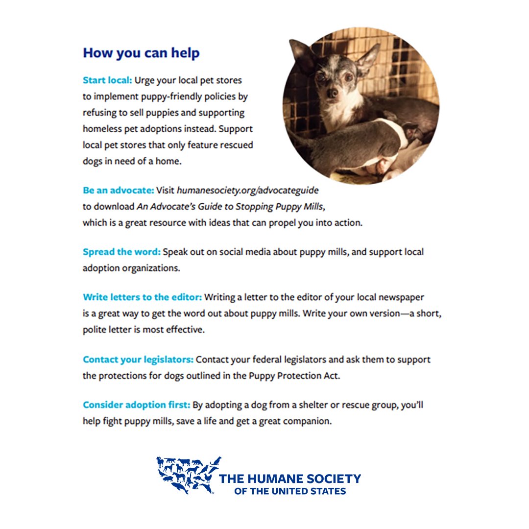 ‼️ FAST FACTS in honor of our #StreamForAllAnimals: Stopping Puppy Mills event! Individually, you can do so much to help. 🐶 Advocate Guide: humanesociety.org/advocateguide ⚖️ Puppy Protection Act: bit.ly/PuppyProtectio… 🖥️ SFAA on @tiltify, April 8-22: humanesociety.org/sfaa