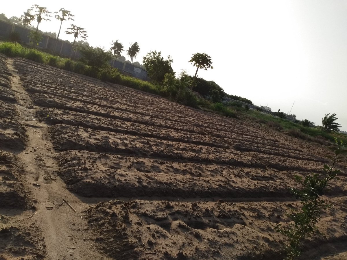 Preparing the soil for the big rainy season in Togo.🌾