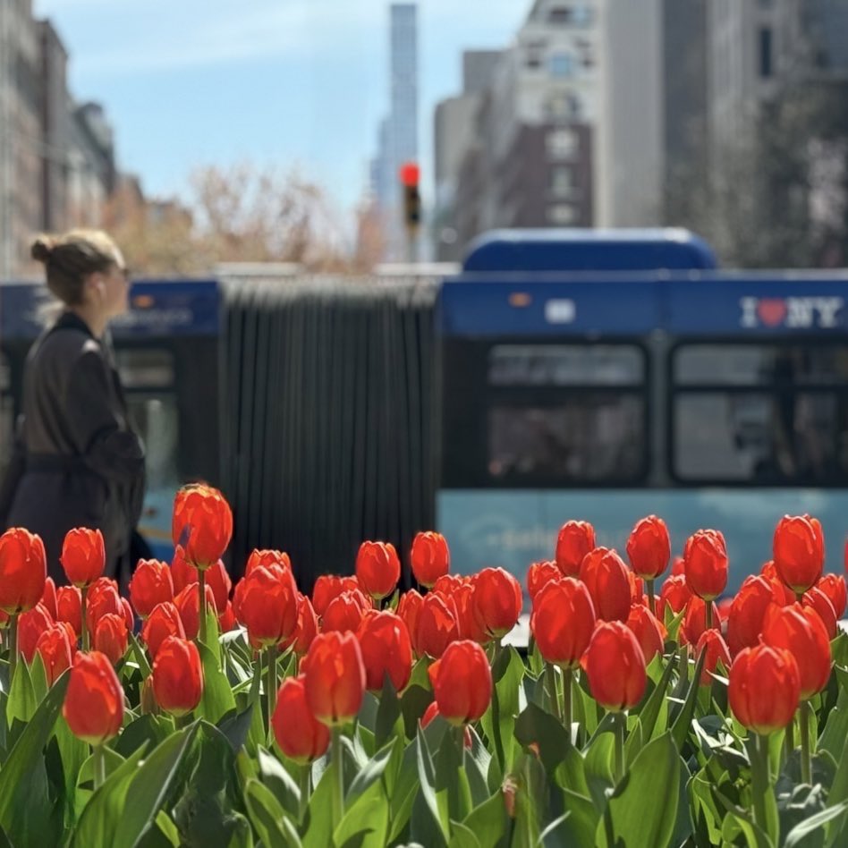 ❤️🌹🌹🌹🌹 In bloom Park Avenue Tulip’s #nyc #uppereastside #ny1pic #spring #photography